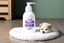 can you use baby shampoo on dogs